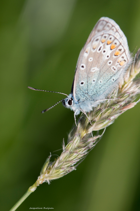 icarus blauwtje mannetje