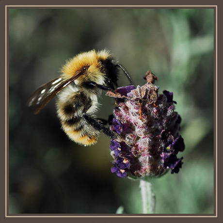 Lavendel