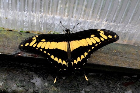 papilio cresphontes