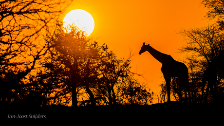 Afrikaanse sundowner