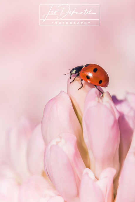 Lady bug