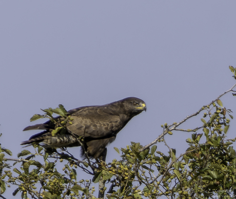 Buizerd