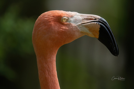 Flamingo portret 