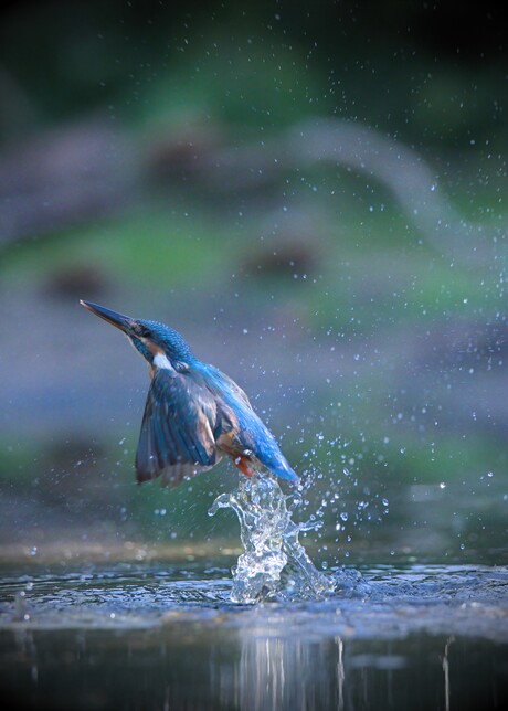 Gemist.  Ijsvogel