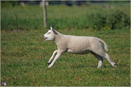 Volop lente …