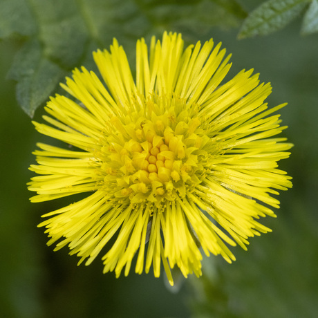 the common dandelion