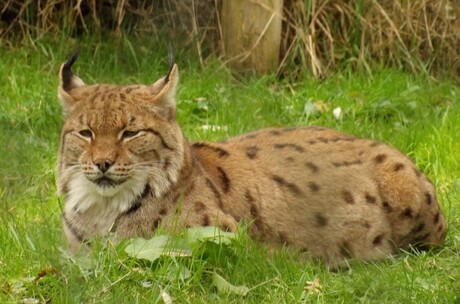 Euraziatische Lynx