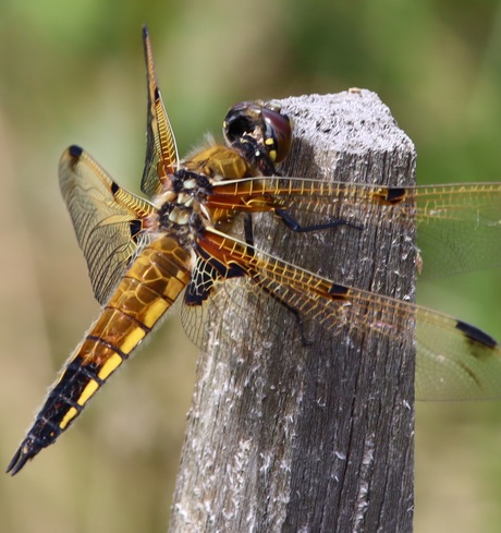 De Schoonheid van een Libelle