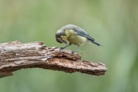 Kriebel aan m'n gat...