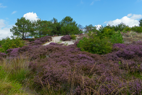 Heide tussen het groen