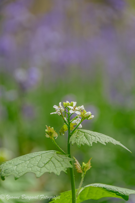 Look tussen alle boshyacinten