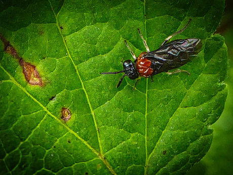 Eutomostethus ephippium (Bladwesp)