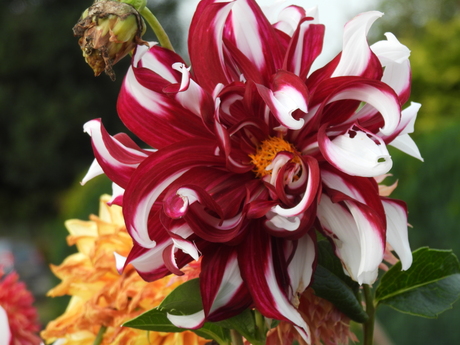 #dahlia #eigen tuin #Nikon