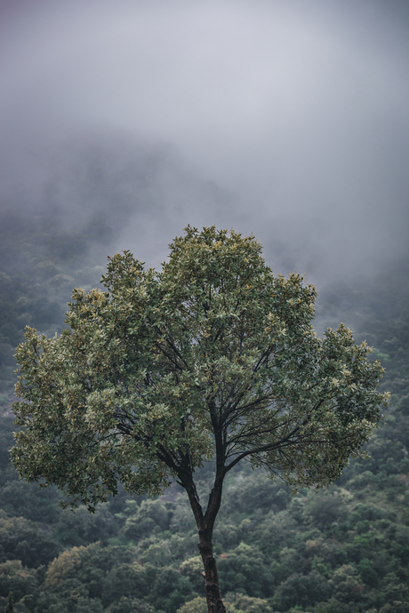 Foggy tree