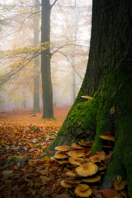 De laatste paddenstoelen