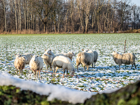 Schaapjes in de sneeuw