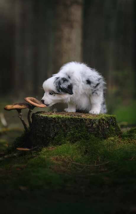 puppy snuft aan paddenstoel