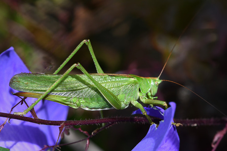 Grote groene sabelsprinkhaan