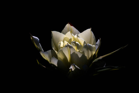 just a flower