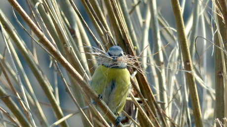 Pimpelmeesje