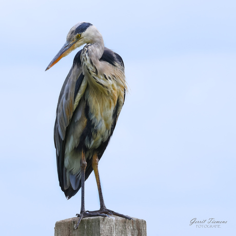 Blauwe reiger