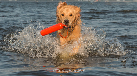 Waterhond