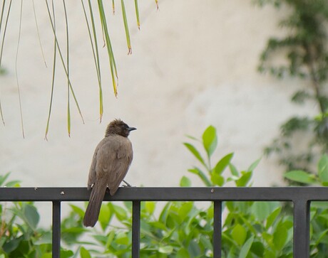 Vogel in Marrakech