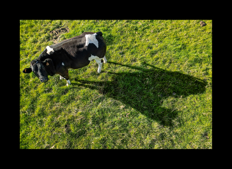 THE COW WHO DREAMS TO BECOME A GIANT