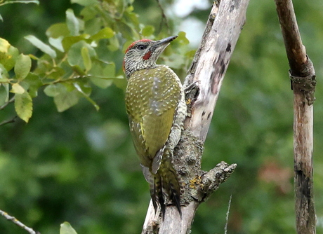 groene specht