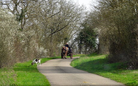 Even de hond uitlaten