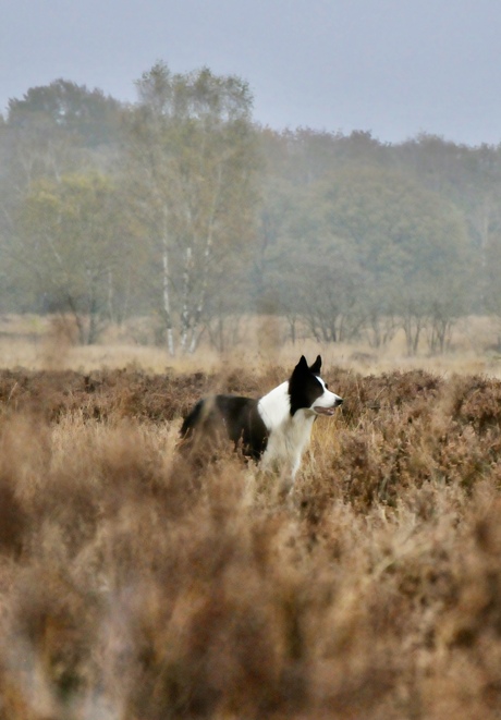 Bordercollie focus ….