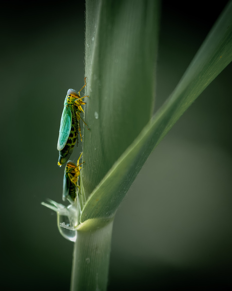 Groene cicade, man en vrouw op blad