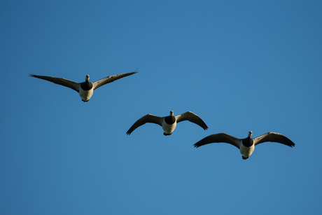 Brandganzen in vlucht