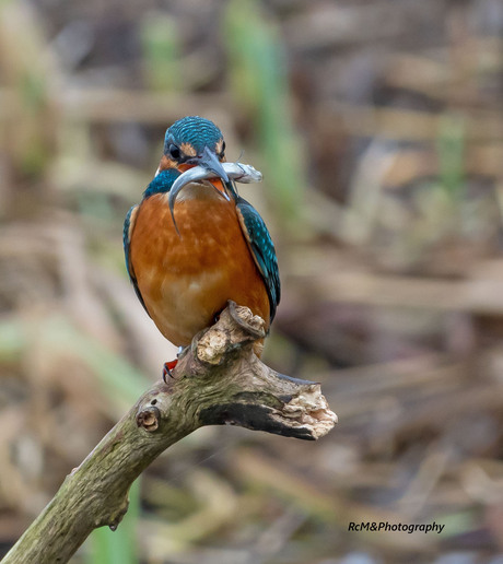 De IJsvogel.