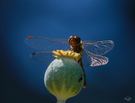 Bloedrode heidelibelle 