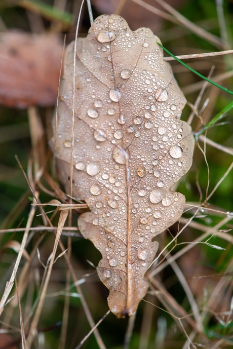 Douw op eikenblad 