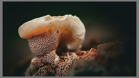 Geelbruine Houtzwam (Hapalopilus nidulans)