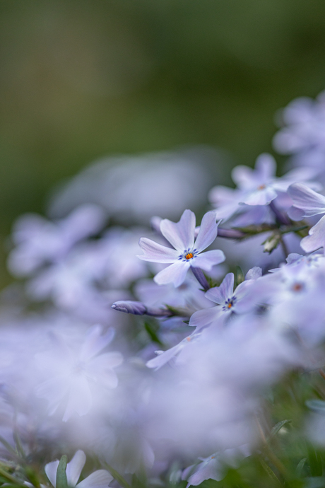 Lente in de tuin