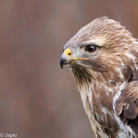 Buizerd, close up