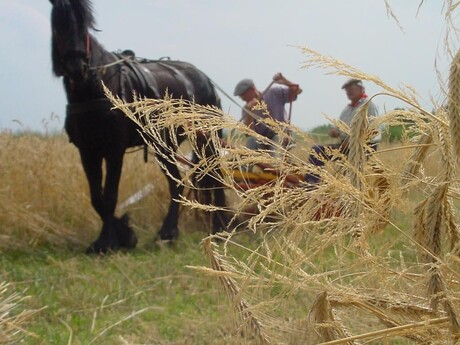 Paard en maaimachine