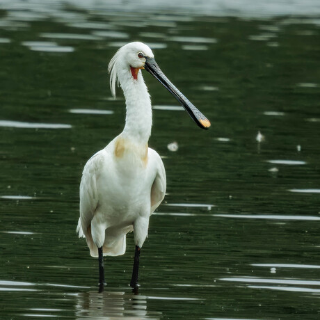 De lepelaar (Platalea leucorodia)