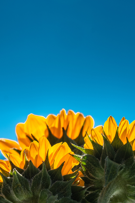 Zonnebloemen