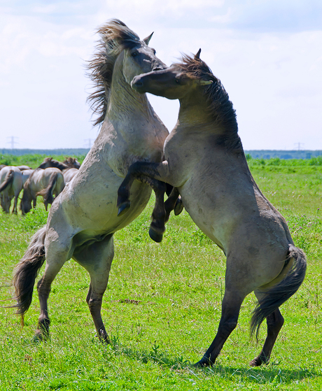 Wild Horses