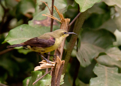 Copper Sunbird of Koper Honingzuiger