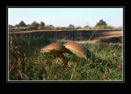 Paddenstoelen2