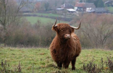 Schotse hooglander in Limburgs landschap