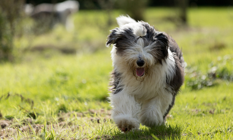 Jill de Old English Sheepdog