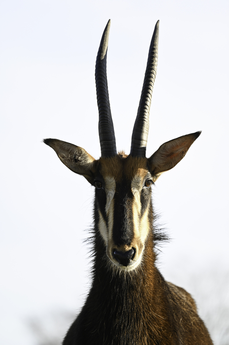 Sabelantilope