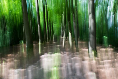 creatieve foto met bewogen bomen