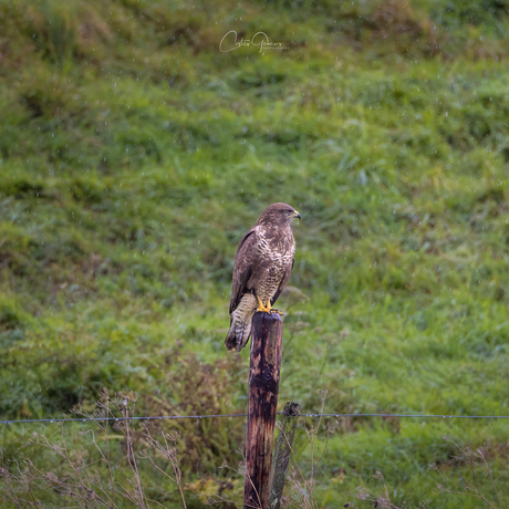 Buizerd in het regen